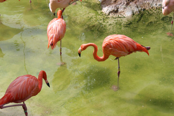 Famiglia di fenicotteri rosa in natura
