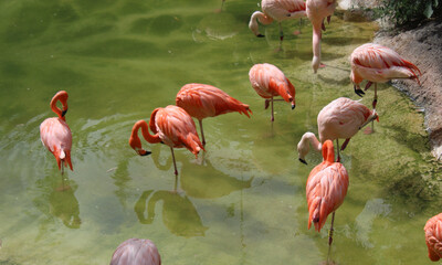 Famiglia di fenicotteri rosa in natura