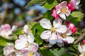 Close-up of wild apple blossom in spring