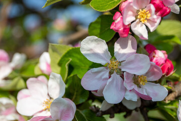 Close-up of wild apple blossom in spring
