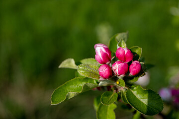 Close-up of wild apple blossom in spring