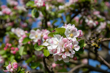 Close-up of wild apple blossom in spring