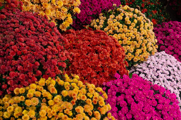 Vibrant autumn chrysanthemums blooms in a colorful arrangement at a flower market during harvest season