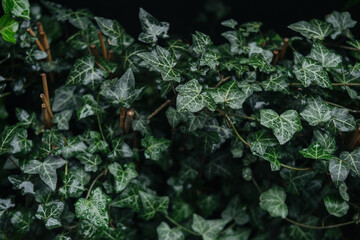 Lush green ivy leaves with water droplets, creating a fresh and vibrant atmosphere indoors