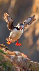 Obraz premium Cute Puffin Fratercula arctica landing the coast ai generated image