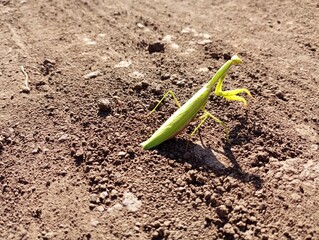 Green praying mantis in nature in autumn on the background of soil.