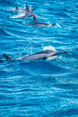 Image of Beautiful view of a spinner dolphin (Stenella longirostris) breaking the surface and jumping out of the water off the coast of Mauritius printed on Printed Glass Basin Splashbacks