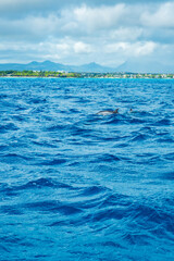 Beautiful view of one spinner dolphin (Stenella longirostris) breaking the water surface showing...