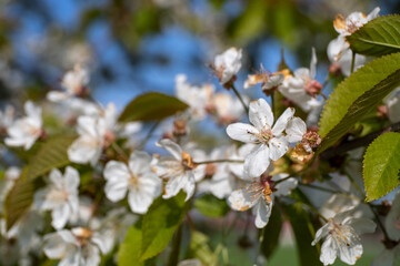 White apple blossoms on the apple tree in spring