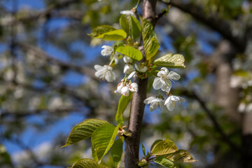 White apple blossoms on the apple tree in spring