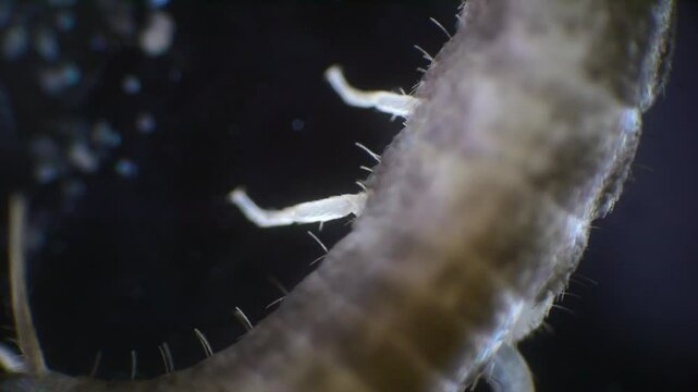 A silverfish seen through a microscope in slow motion. The insect&rsquo;s shiny silver body, antennae, and the three bristles at the tail are all visible.