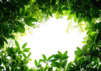 Fototapeta premium A lush green forest with a white background
