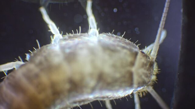 A silverfish insect captured under a microscope in slow motion, showing its detailed body structure, long antennae, and three bristles at the tail end.