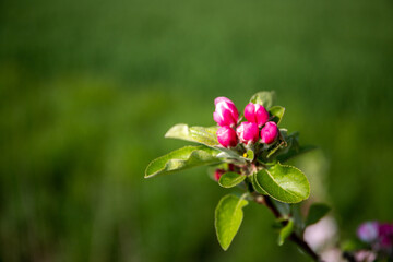 Fototapeta premium Close-up of wild apple blossom in spring