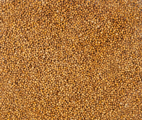 Coriander Seeds Texture Background, Cilantro Grains Pattern, Chinese Parsley Seed Banner, Dry Spices