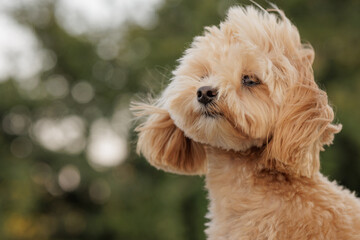 portrait of brown maltipoo dog in strong wind in bad weather, dog in the wind