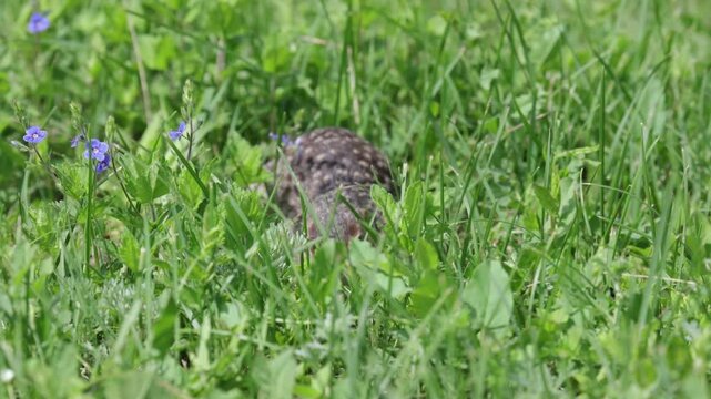 Speckled ground squirrel animal in green grass