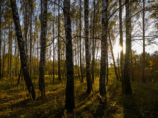 Obraz premium Birch grove with golden leaves in golden autumn, illuminated by the sun at sunset or dawn.