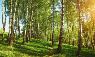 Grove of birches with young green leaves at sunset or sunrise in spring or summer. Vintage film aesthetic.