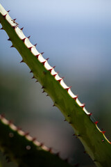 Aloe in California desert