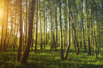 Obraz premium Grove of birches with young green leaves at sunset or sunrise in spring or summer. Vintage film aesthetic.