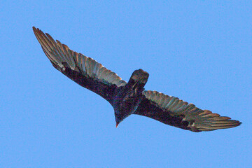 California Condor in the sky of California