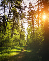 Obraz premium Sunbeams streaming through the pine trees and illuminating the young green foliage on the bushes in the pine forest in spring. Vintage film aesthetic.