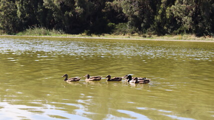 Mallard Ducks and Other Waterfowl Swimming in a Calm Lake, Displaying Natural Behavior in Tranquil Waters, Perfect for Wildlife Photography, Bird Watching, and Ornithological Studies in Their Natural 