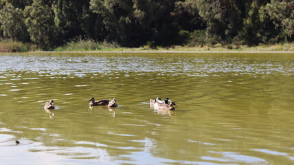 Mallard Ducks and Other Waterfowl Swimming in a Calm Lake, Displaying Natural Behavior in Tranquil Waters, Perfect for Wildlife Photography, Bird Watching, and Ornithological Studies in Their Natural 