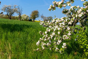 White apple blossoms on the apple tree in spring
