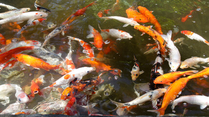 Vibrant Koi Fish Swimming in a Clear Pond with Colorful Reflections on a Sunny Day