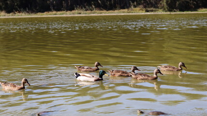 Mallard Ducks and Other Waterfowl Swimming in a Calm Lake, Displaying Natural Behavior in Tranquil...