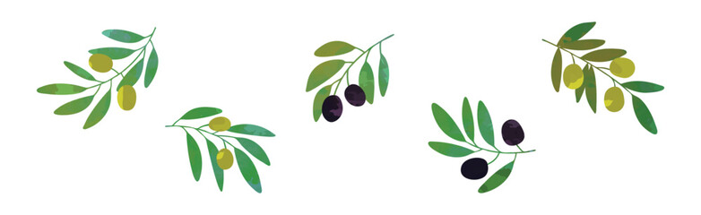 Olive Branch with Green and Black Fruit Vector Set