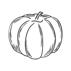 Hand Drawn pumpkin doodle. Sketch style icon. Decoration element. Isolated on white background. Flat design. Vector illustration.