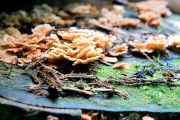 Mushroom Growing from Rotten Log in Forest - Natural Woodland Fungi