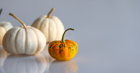 Decorative pumpkins on a light gray glossy background. Place for text. Soft focus