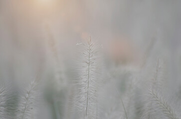 Poaceae grass flowers of winter meadow of Korea.