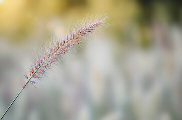 Poaceae grass flowers of winter meadow of Korea.