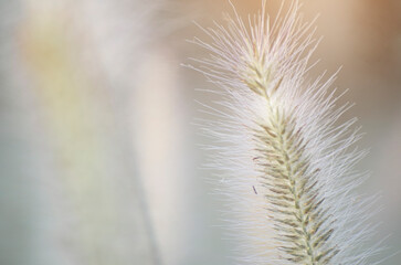 Fototapeta premium Poaceae grass flowers of winter meadow of Korea.