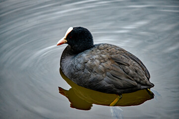 Blässhuhn schwimmt auf dem Wasser