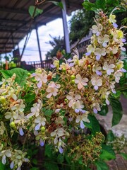flowers in the garden