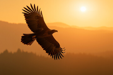 Fototapeta premium Golden Eagle Flying at Sunrise. nature photo style. free concept