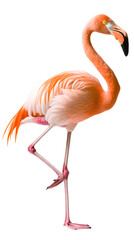 Fototapeta premium Pink flamingo isolated on white background