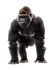 Fototapeta premium Strong gorilla standing isolated on white background