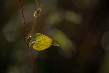 LEAF - A colorful autumn plant in sunlight 