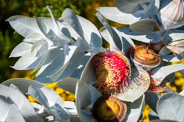 A Rose Gum, or eucalyptus rhodantha, a native shrub found in Western Australia, blooming in spring sunshine