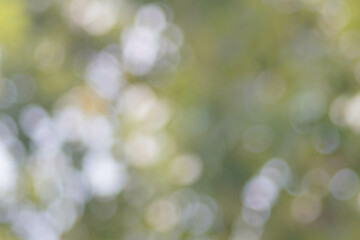 Bokeh leaf blur, blurred background photography