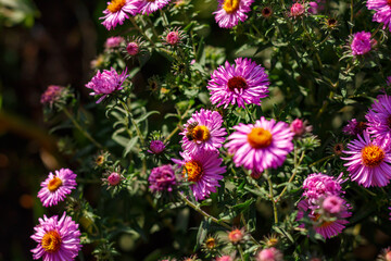 Fototapeta premium Aster daisy in mid-autumn. The purple flower attracts bees.