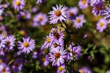 Obraz premium Aster daisy in mid-autumn. The purple flower attracts bees.
