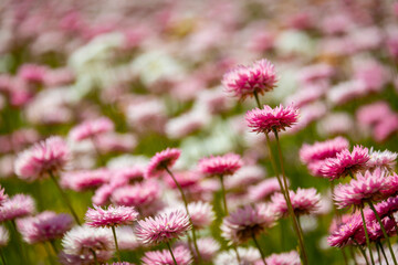 Rhodanthe chlorocephala, the pink and white everlasting daisy, common in Western Australia and South Australia